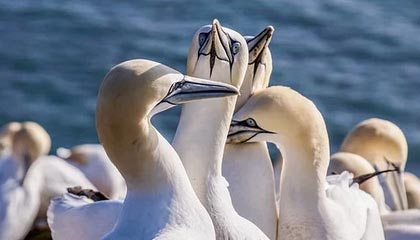 JIU YOU GAME-甘肃铁人战胜四川金盾队，实现领先，甘肃铁人白酒