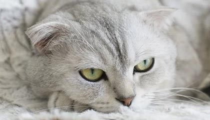 九游网页版官网入口-法国战胜英格兰队，挺进欧国盃四强，法国队和英格兰谁强