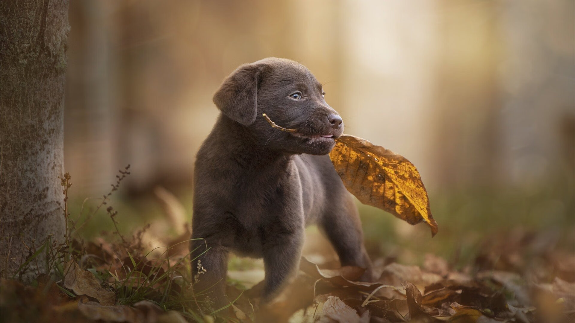 “史上最强防守阵容:联盟防守大师盘点”,nba联盟防守最好的三个球员