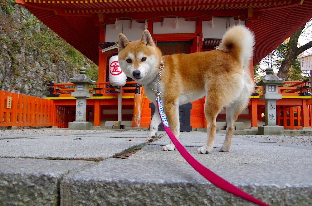 历史沿革:经典赛道背后的故事,经典赛车车型