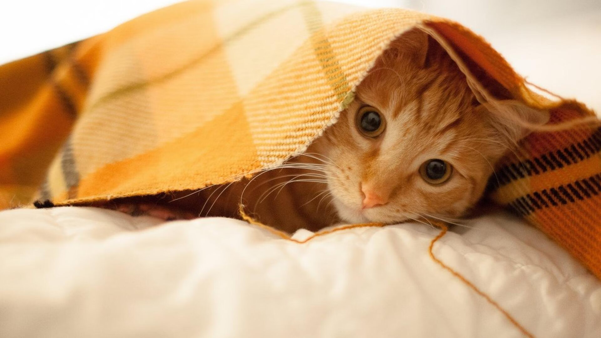 太阳在对阵骑士的比赛中，布克最后一刻投中绝杀球！，布克与太阳球迷