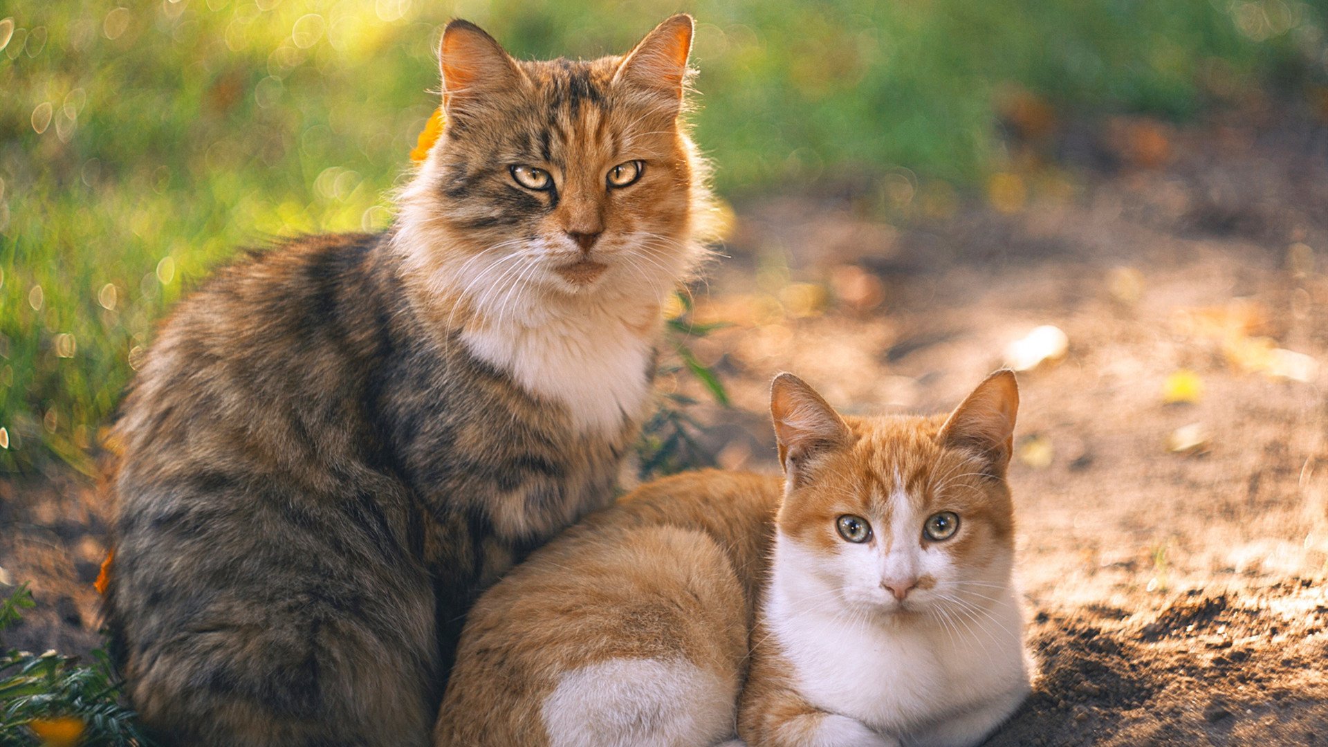 欧冠“冷门逆袭”:弱旅的逆天崛起之路,欧冠十大冷门