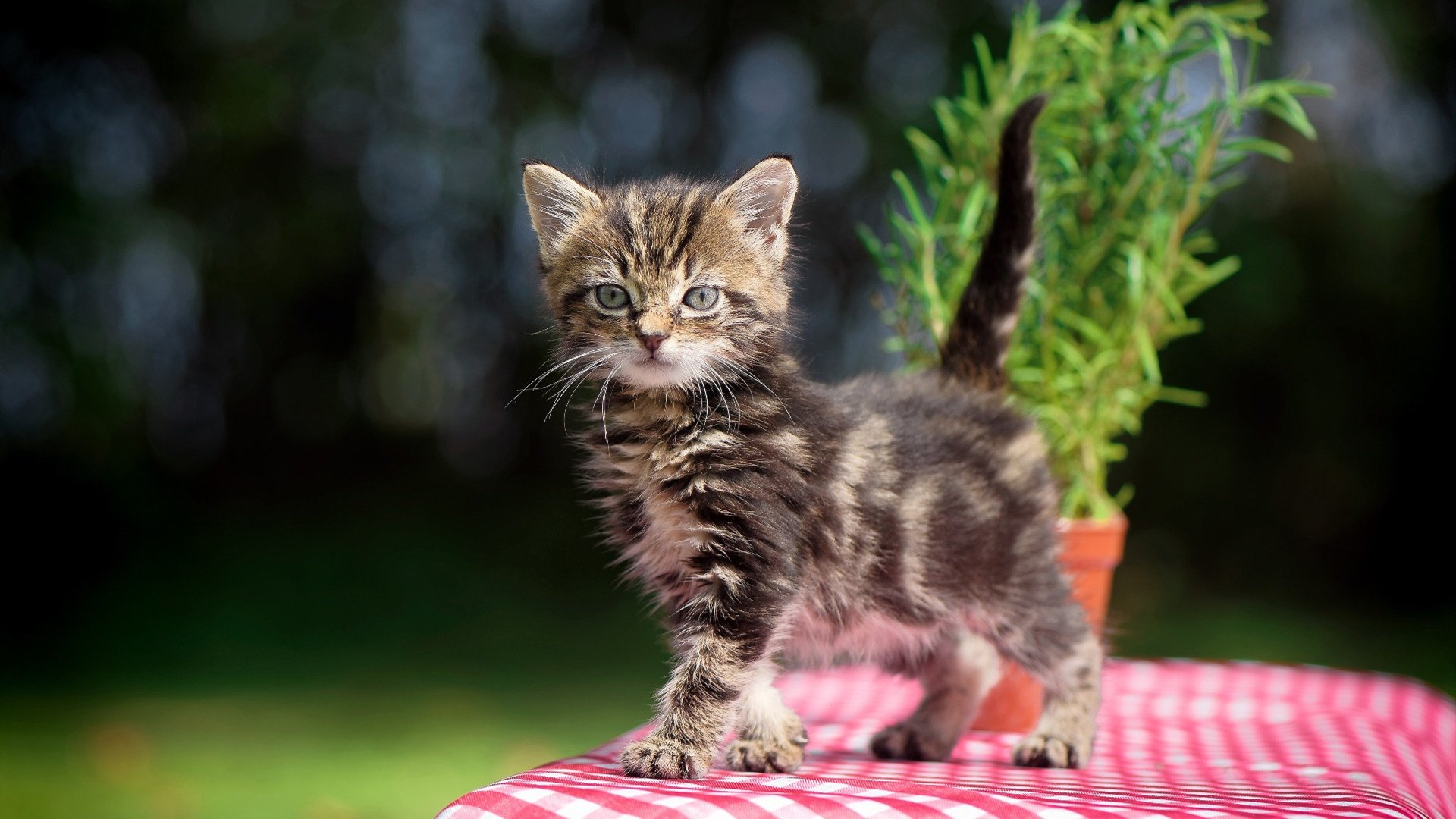 球迷狂欢:粉丝互动狂欢盛况,球迷狂欢节