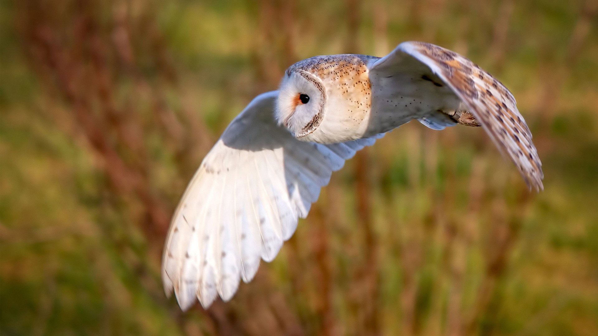 九游登录中心-美国反曲弓男队在洲际射箭锦标赛中夺冠，国际反曲弓比赛规则