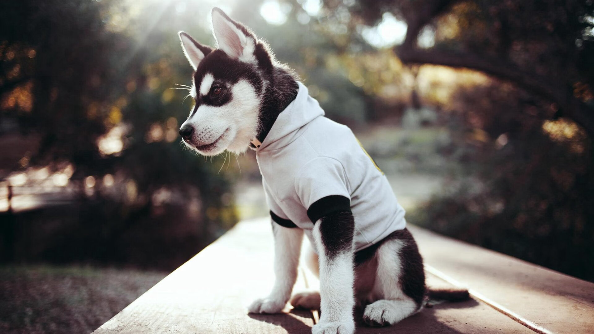 足坛新星:年轻球员崭露头角,未来可期,足球年轻球星