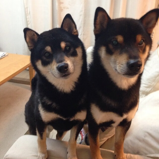 青岛西海岸主场优势明显,连战连捷,青岛西海岸比赛