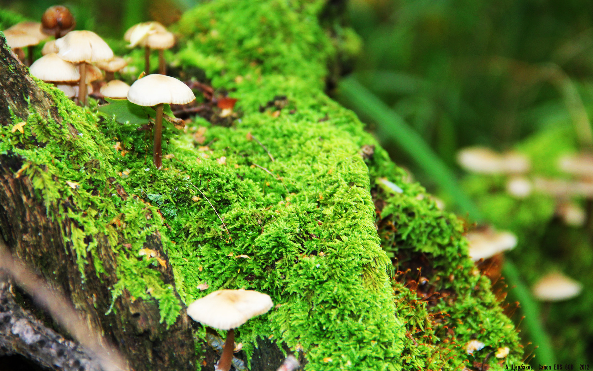 -RNG选手个人荣誉榜添新星，rng选手rank