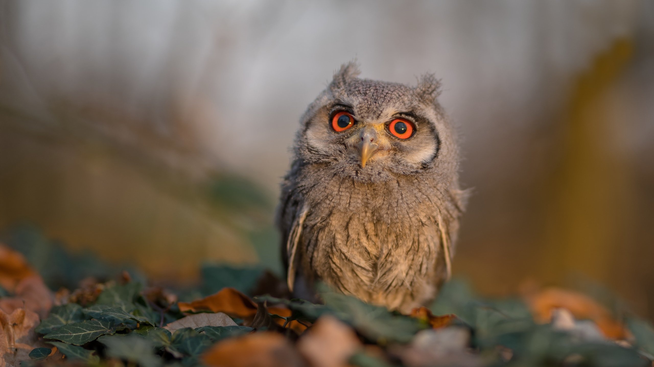 九游网游官网-TL国际赛经验持续累积，ti国际邀请赛奖金