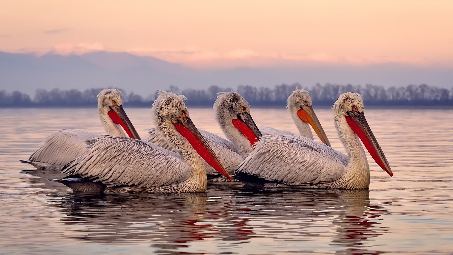 九游电脑版-RNG粉丝活动火热进行，rng粉丝活动火热进行了吗