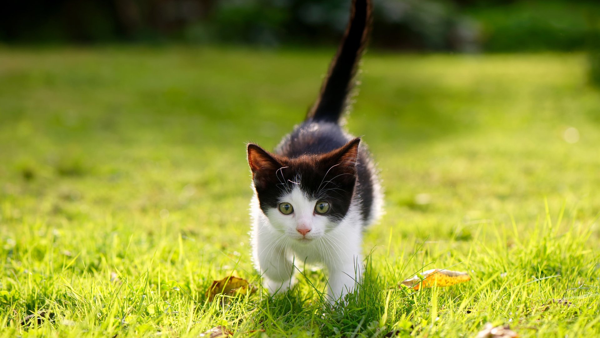 伯明翰城主场告捷,保住前进动力!,伯明翰fm