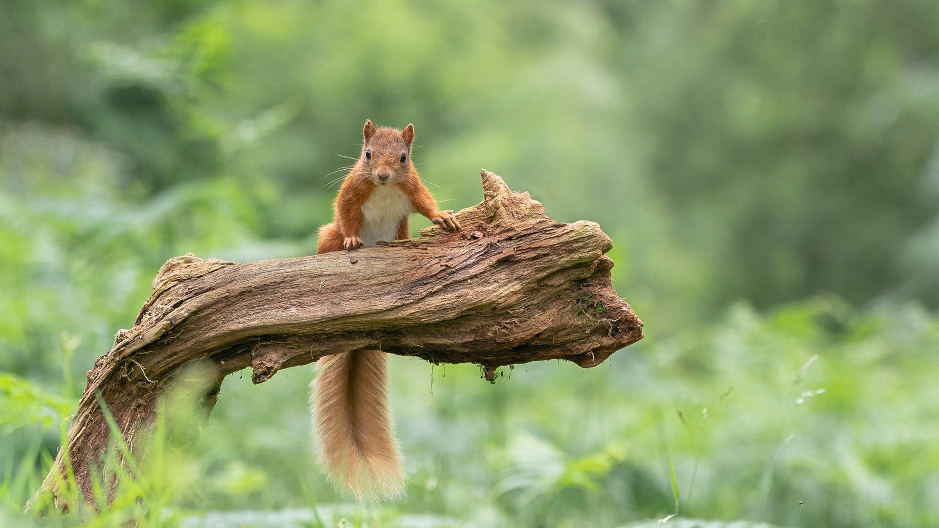 切沃队主场不敌AC米兰，连续多轮不胜压力巨大，切沃主场在哪里