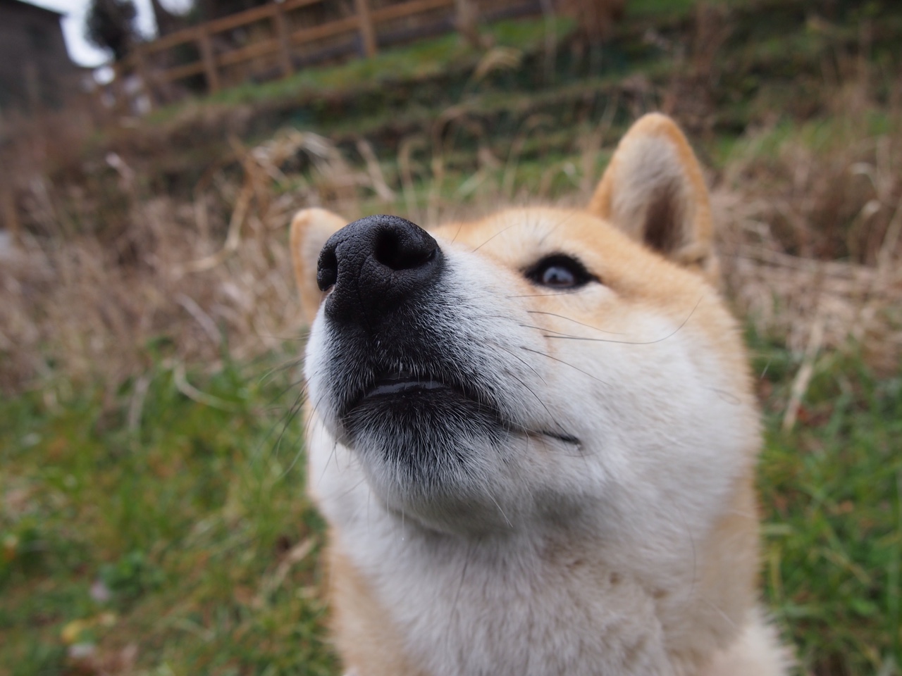 哈里·马奎尔因伤无缘欧洲杯，表达失望之情，哈里马奎尔绰号