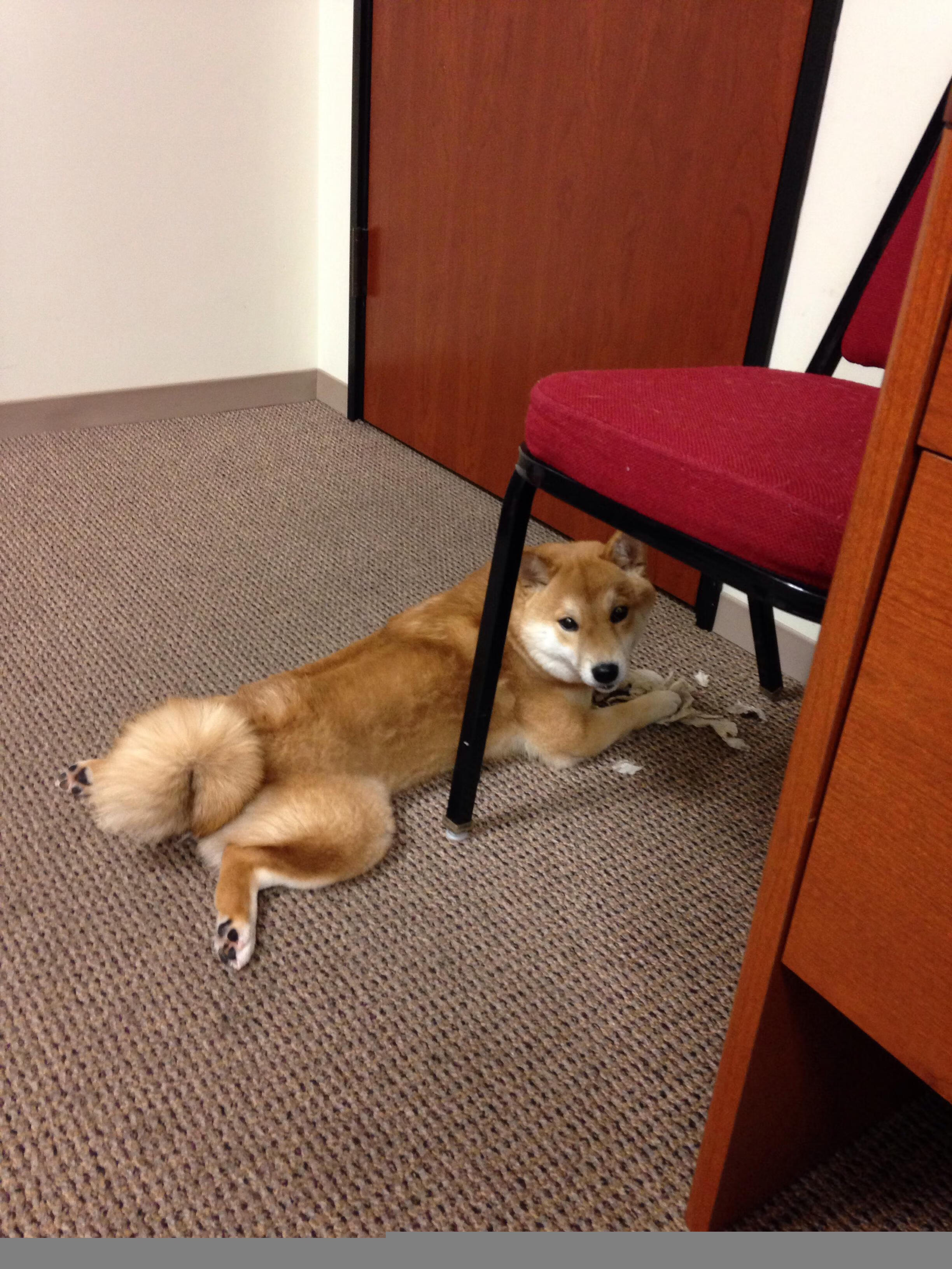 塞维利亚客场2-0战胜西班牙人,继续保持不败纪录,塞维利亚vs西班牙人推荐