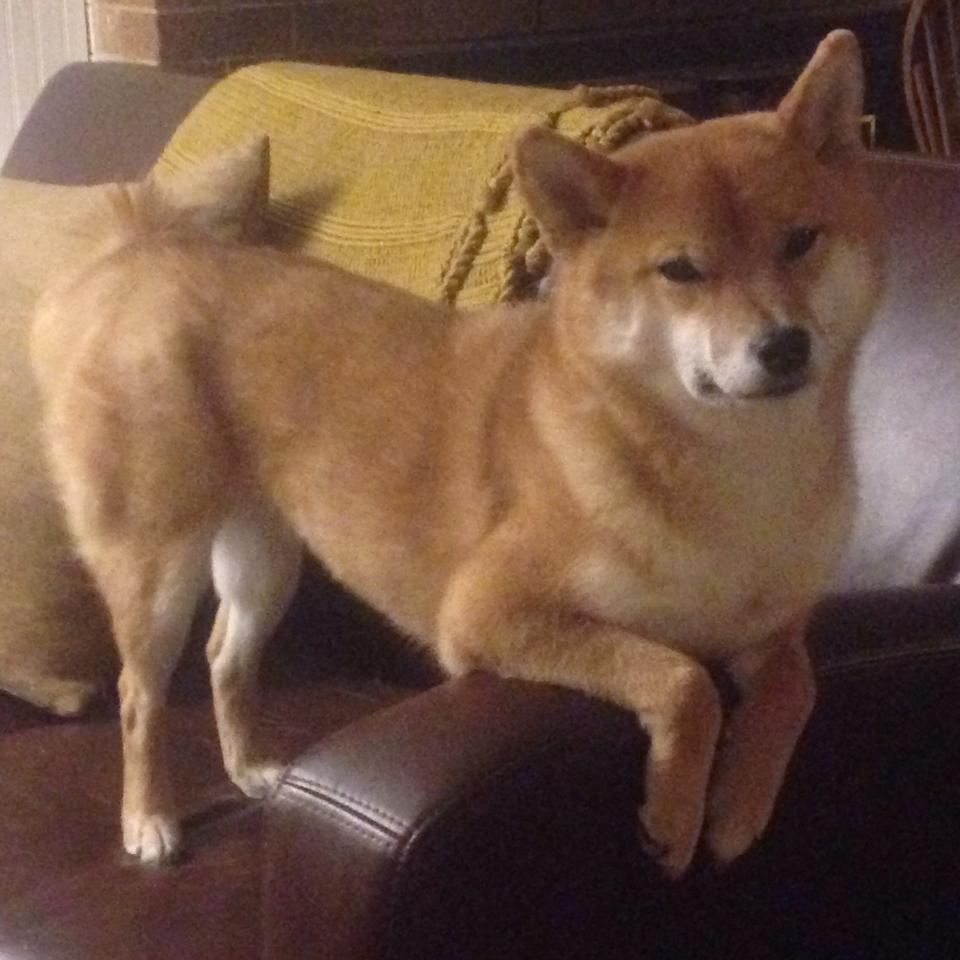 Jiu You-皇马在世俱杯中夺冠，完成五冠伟业，皇马 夺冠