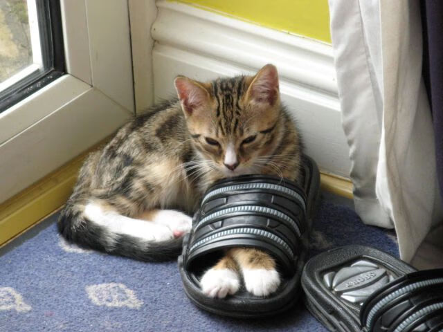 篮球运动员比赛表现评估技术,篮球赛表现最佳球员