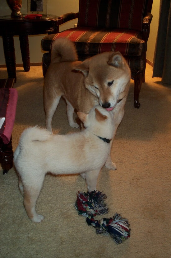 阿尔阿赫利计划扩建主场,提升球迷体验,阿尔阿赫利足球俱乐部