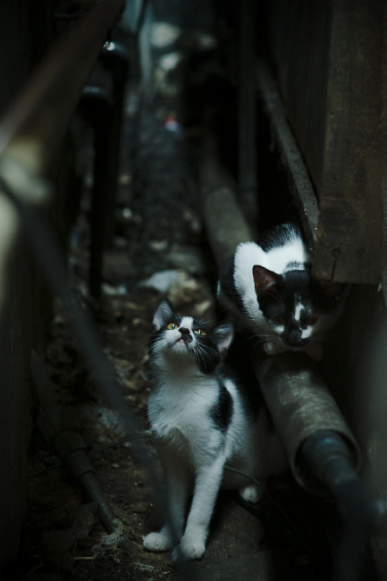 韩国女子排球队重返亚洲前三,韩国女子排球队的教练是谁