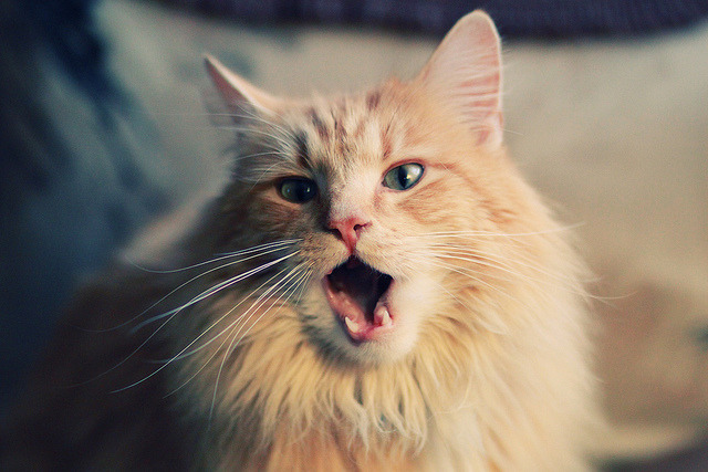 英超球队赛季中体能负荷与技术表现的关联分析,英超体能测试