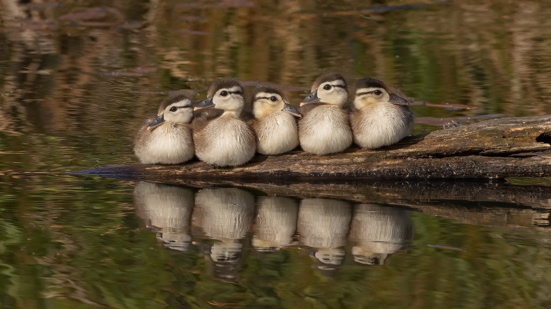 “SHO-CHAN Run 2025:香港跑步界的新纪录等你来创造”