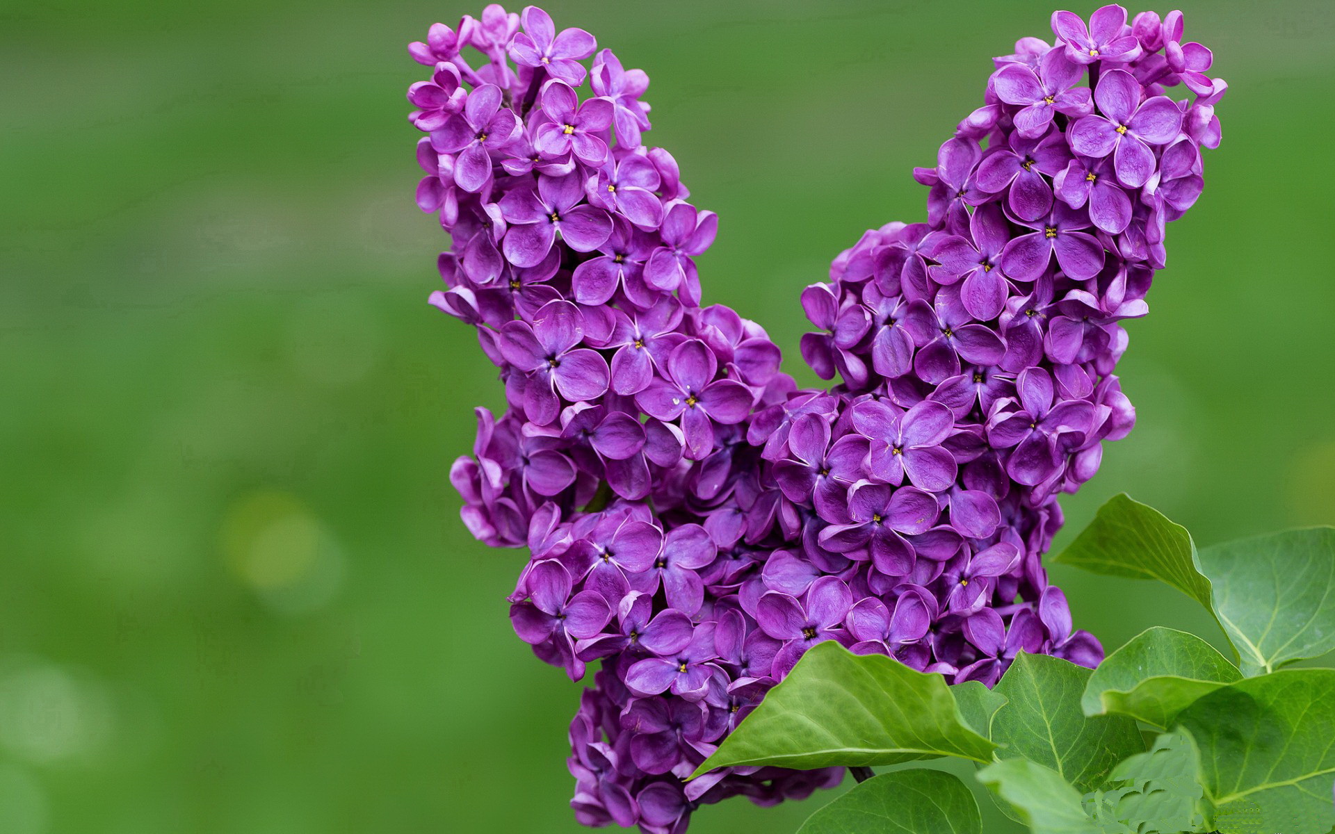 中国三人篮球女队夺冠 技术与智慧并存,中国三人篮球女队成绩
