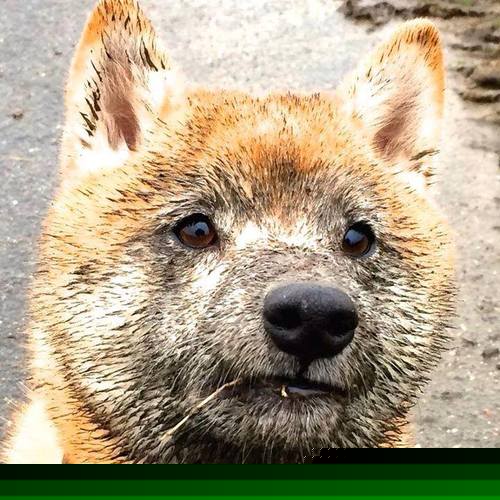 中国小将闪耀泳联赛场 初生牛犊不怕虎