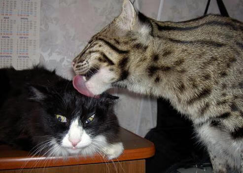 800自决赛场上 梅尔滕斯技战术兼备,梅尔滕斯 网球