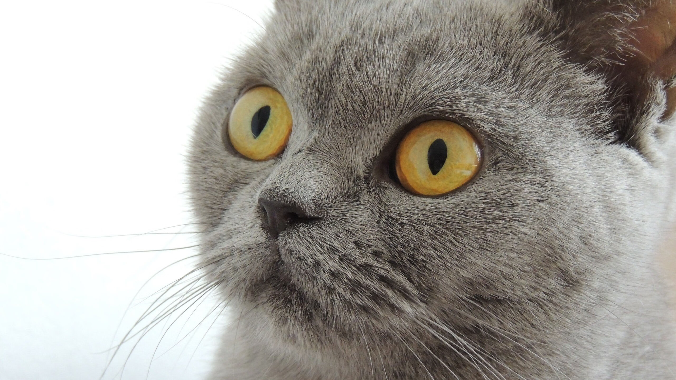 世界杯激情燃烧:战场上的奇迹!,世界杯激情歌曲