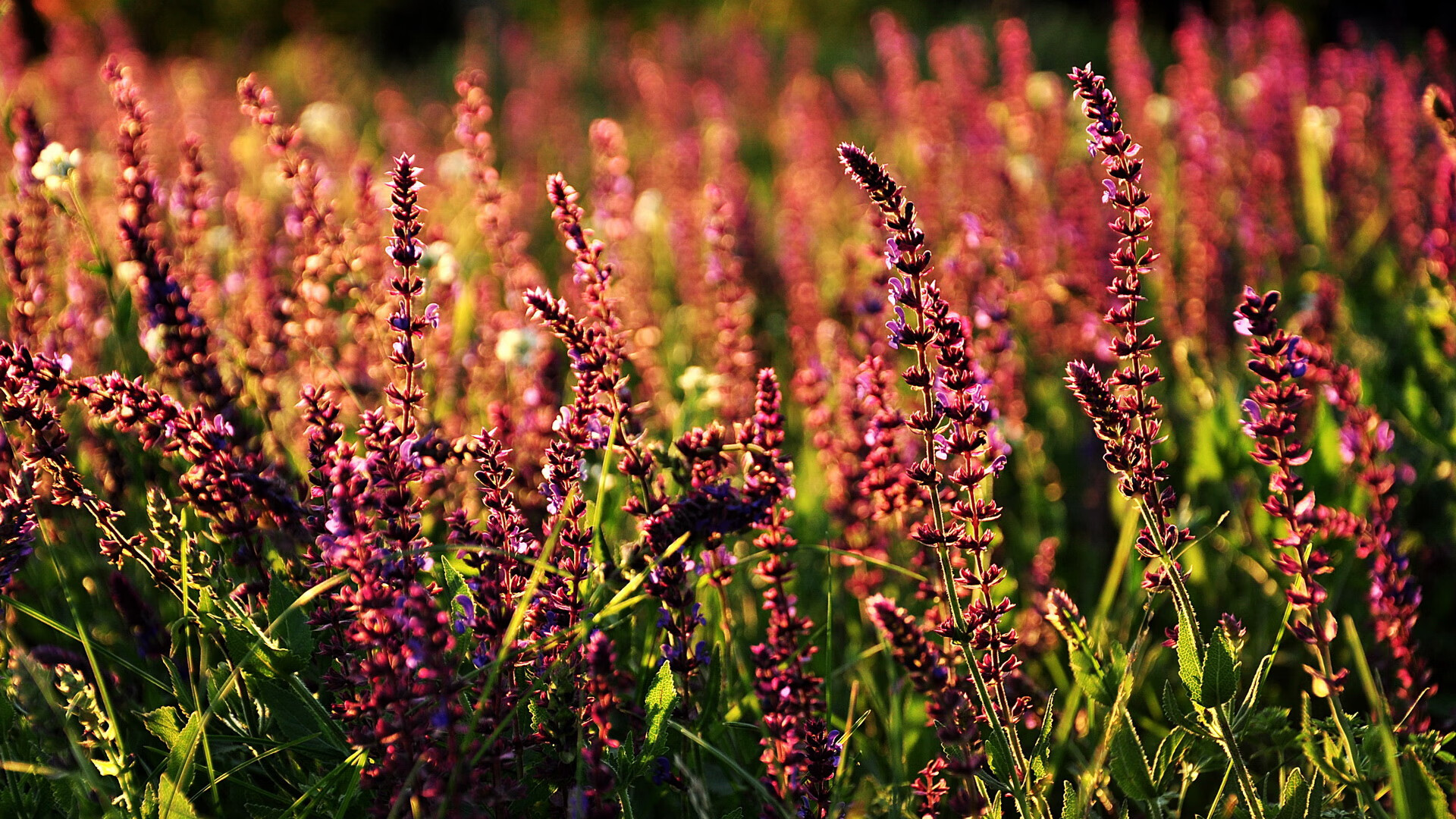 JIU YOU GAME-中国篮协推动女篮职业联赛市场化运营，全国女篮职业联赛简称