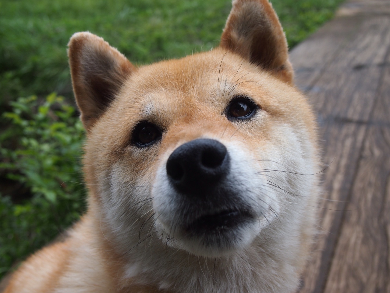 弗朗索瓦·斯图尔特:身手敏捷的中场球员,南非队进攻核心之一