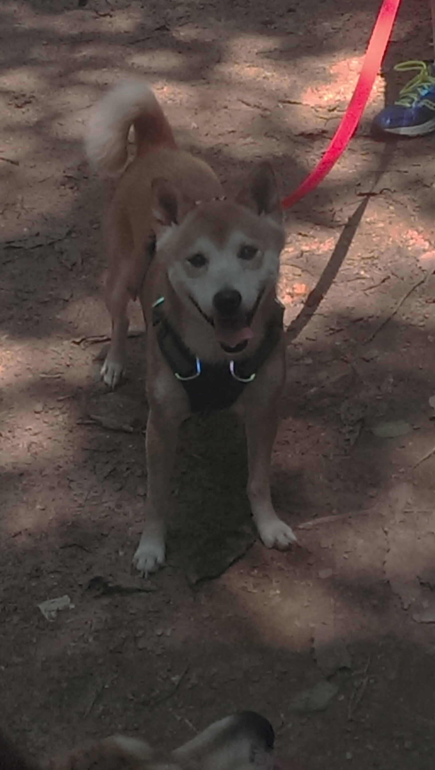 意甲快速反击:瞬间突破,惊艳全场!,意甲防守反击