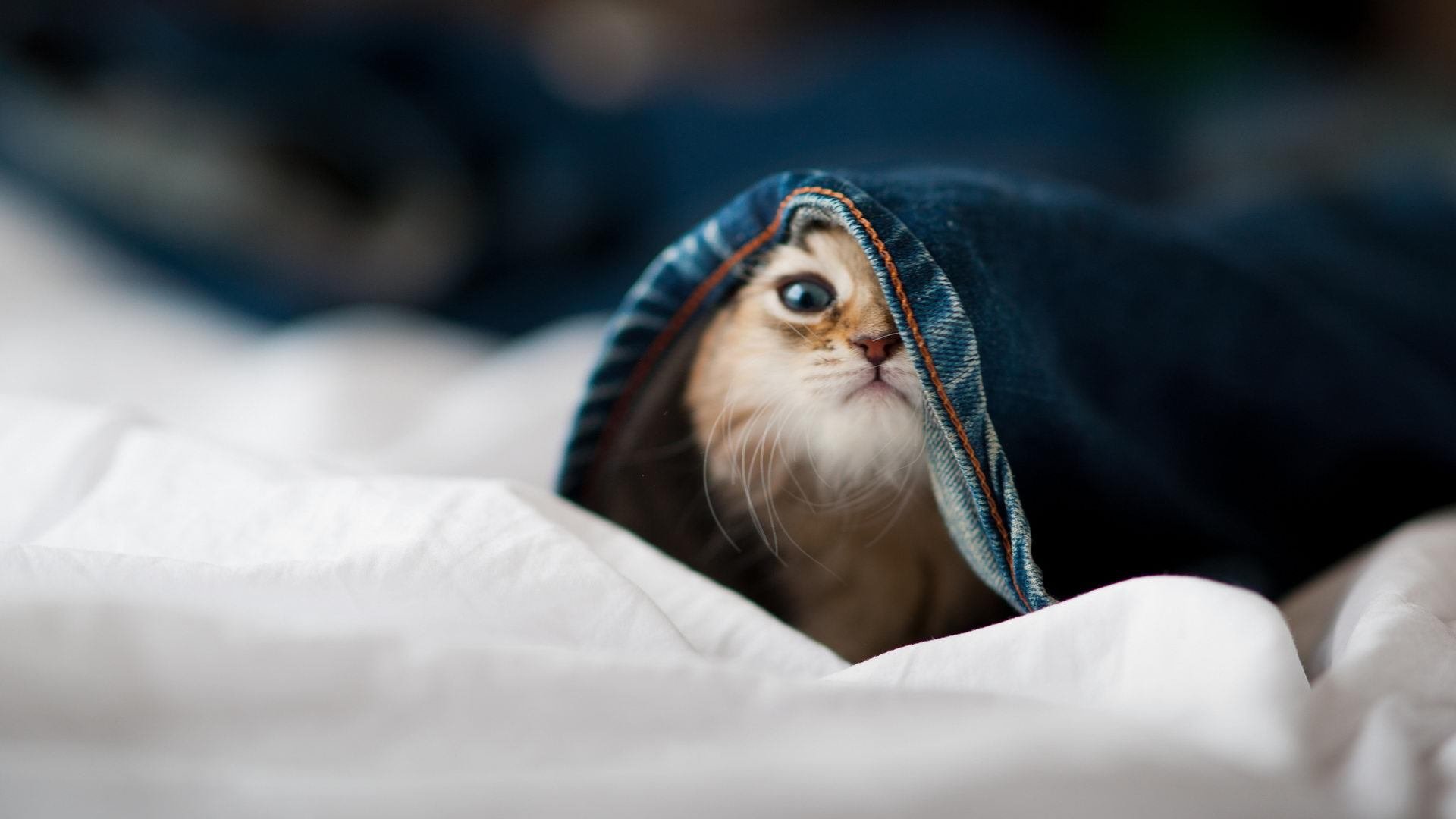 格鲁吉亚女篮在欧洲锦标赛中闪耀光芒,迈向世界舞台,格鲁吉亚赛程500