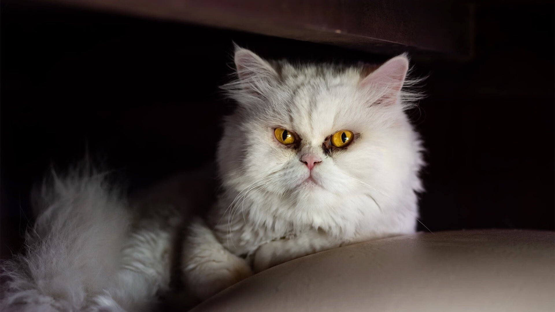 法国队冲刺阶段展现爆发力，法国队进攻