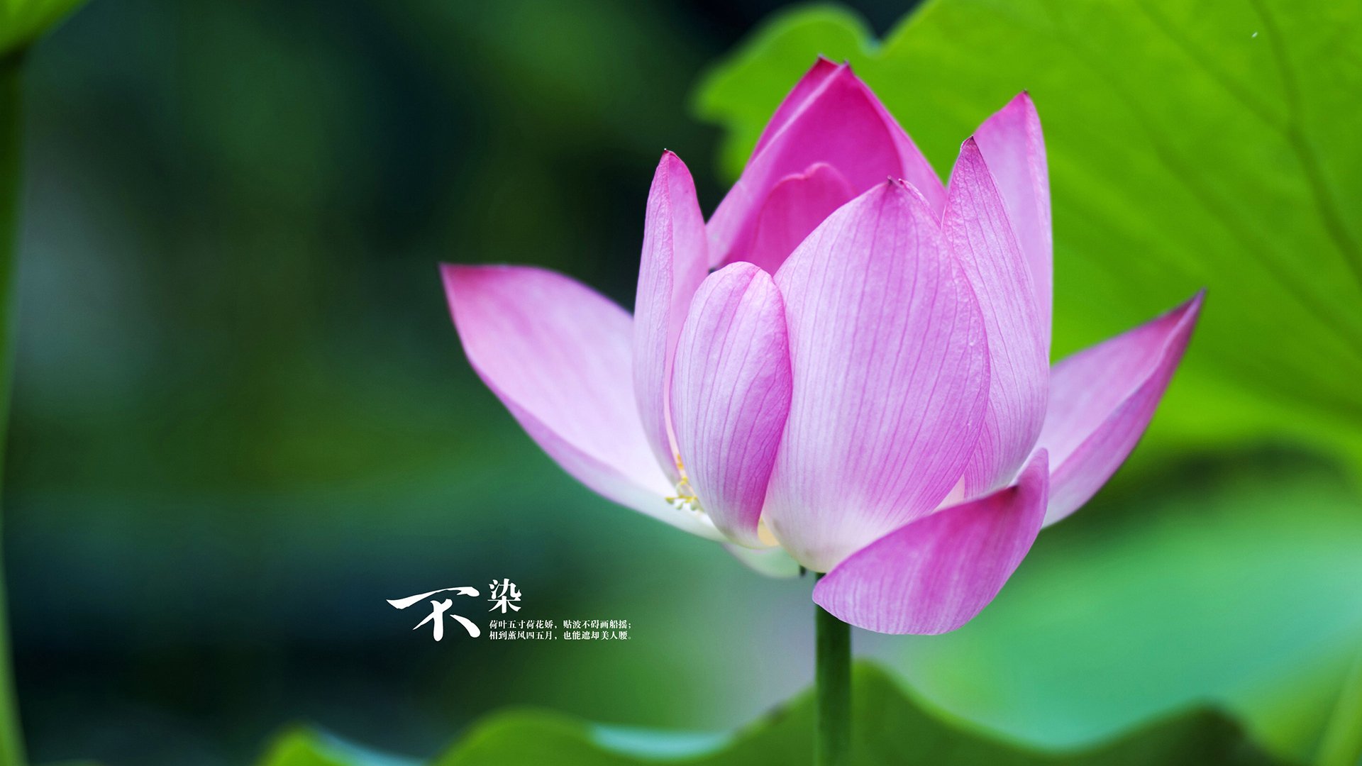 西甲明星对抗:技能爆发,精彩纷呈!,西甲巨星